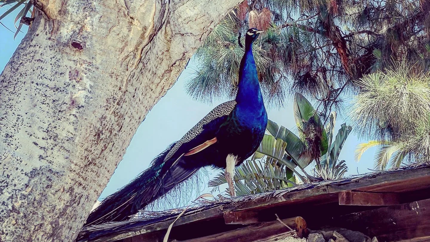 Wilde Tiere auf Teneriffa: Die besten Wildparks, Tierparks und Familienausflüge