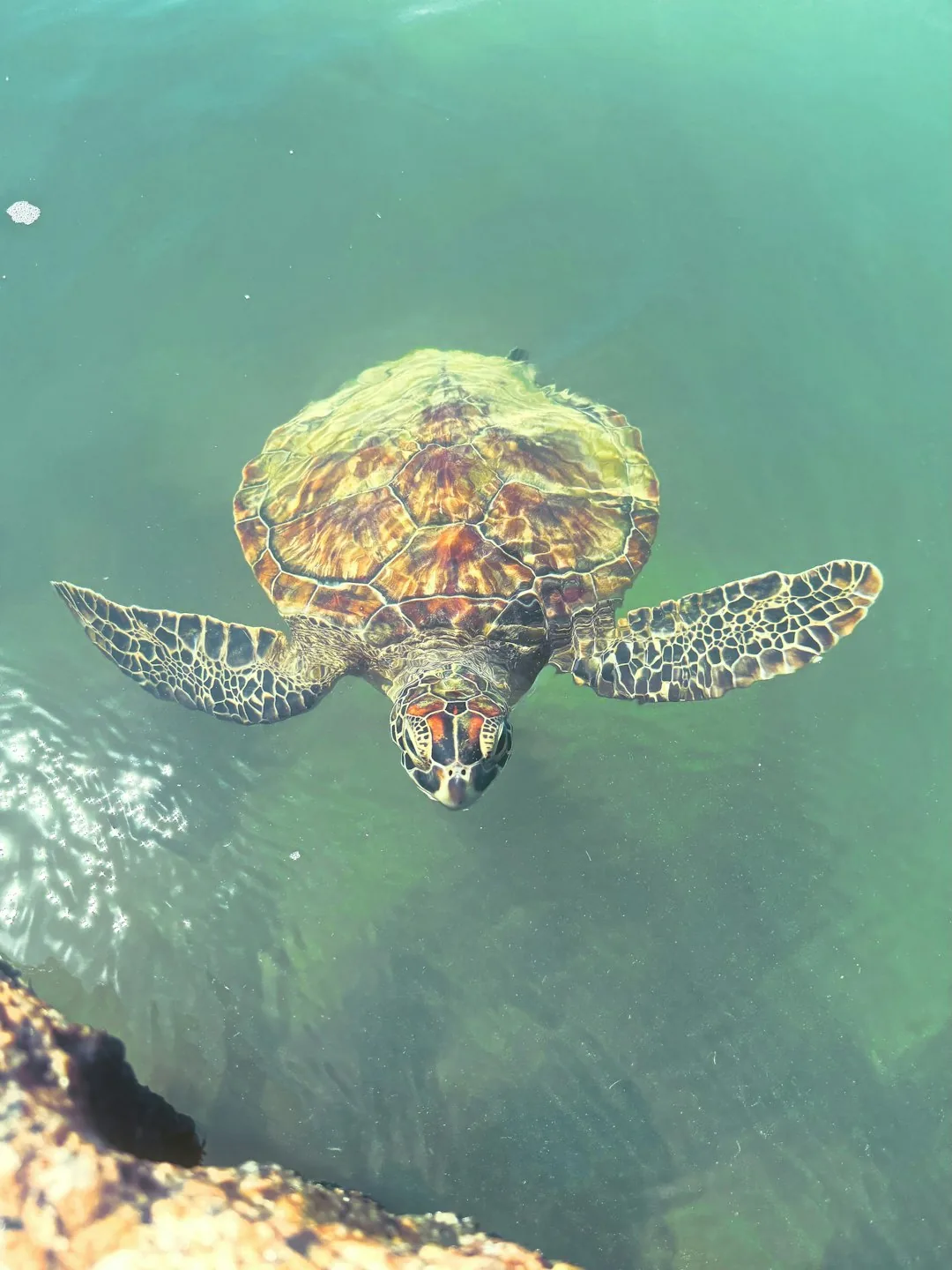 Waar zeeschildpadden te zien zijn op Tenerife – Beste snorkelplekken