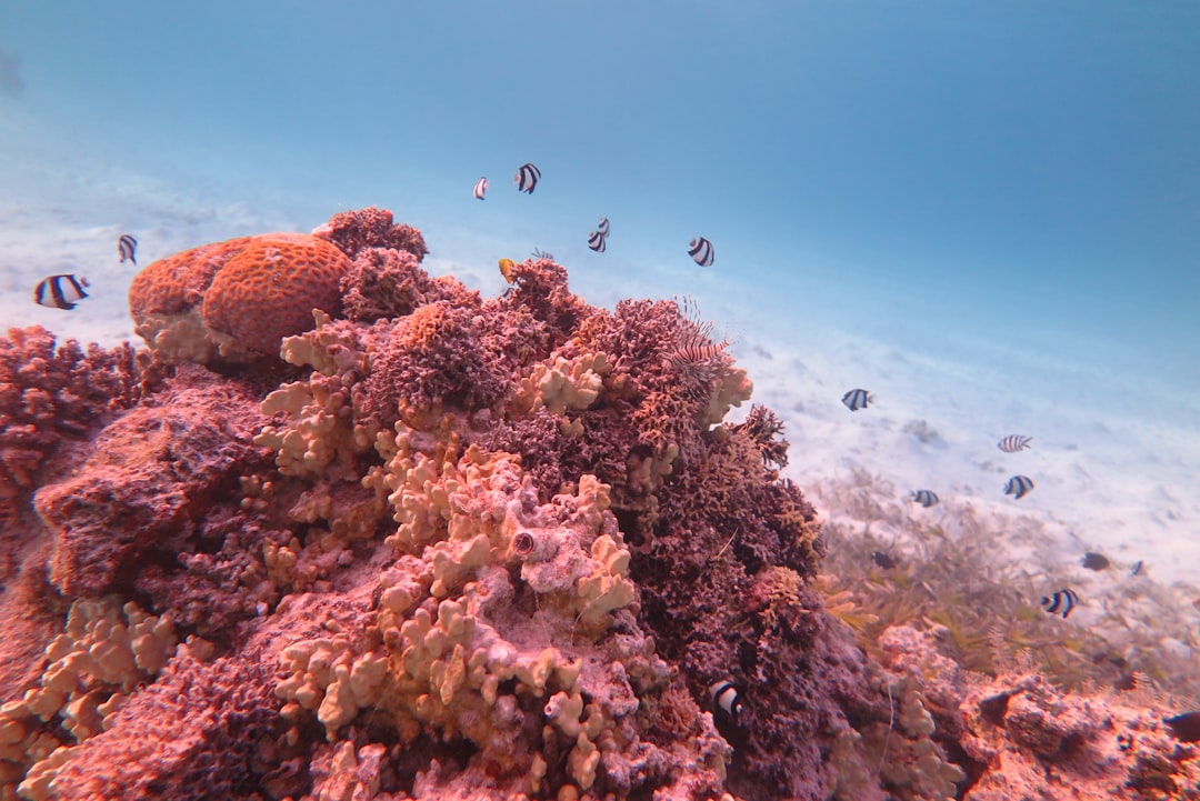 Potápění na Tenerife pro začátečníky – co potřebujete vědět