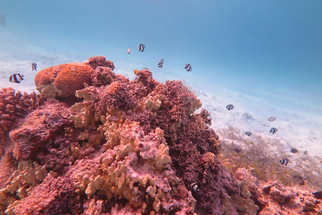 Duiken op Tenerife voor beginners – wat je moet weten