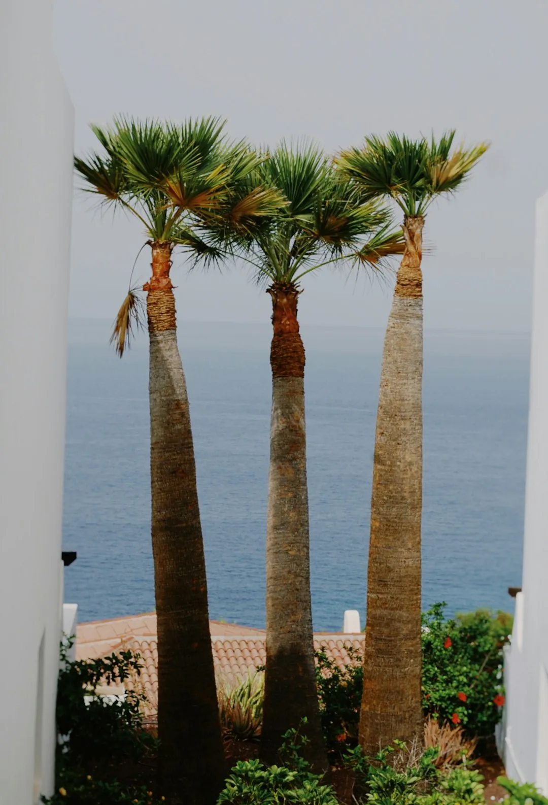 De beste tijd om Tenerife te bezoeken: een gids van maand tot maand