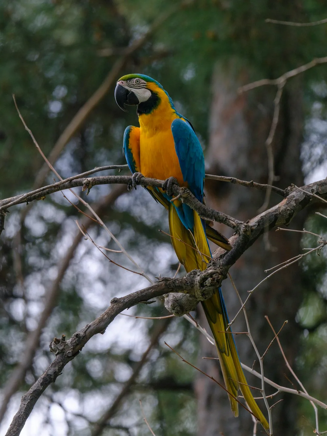 Top 5 wildparken op Tenerife – Loro Parque, Jungle Park en meer